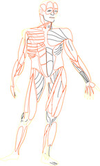Human anatomy illustration vector sketch