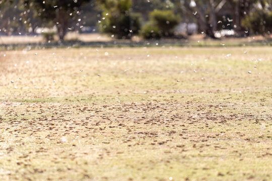 Plague locusts on grass
