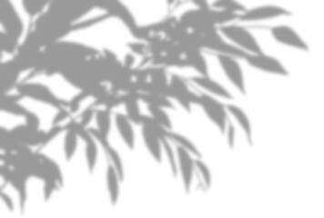 背景イラスト_木漏れ日