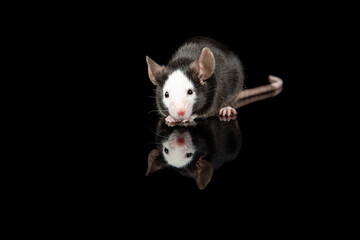 Black and white hereford mouse seen from the front on a black background with reflection