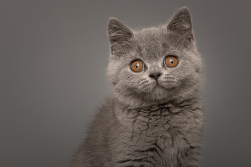 Portrait of a grey british shorthaired kitten with golden eyes looking at the camera on a grey background