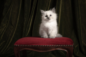 Fluffy ragdoll baby cat sitting on a classic pouf in a classic still life setting