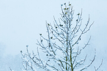 Fototapeta na wymiar Vogelschwarm sitzt in schneebedecktem Baum während schneefall