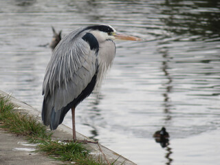 grey heron