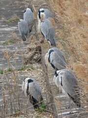 flock of gray herons