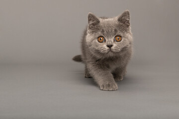 Grey british shorthaired kitten with golden eyes  looking at the camera and walking towards the camera on a grey background