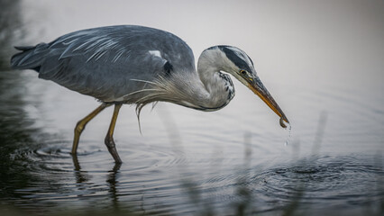 Graureiher (Ardea cinerea) an einem Flussufer