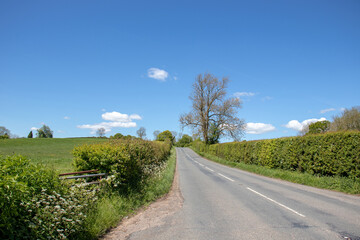 Summertime along the roadside.