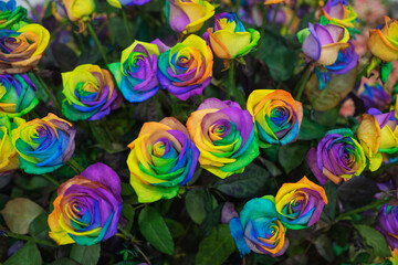 rainbow rose flower multicolour petals, beautifully named happy flower, LGBTQ