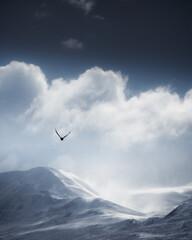 Fototapeta premium Vogel im Flug vor Bergkullise im Winter auf Island
