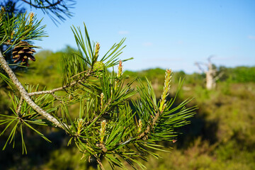 Close up of pine tree flowers