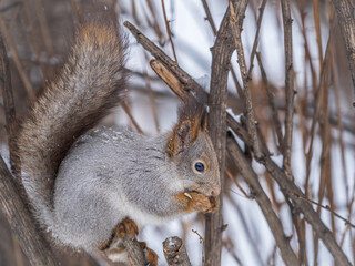 The squirrel with nut sits on tree in the winter or late autumn