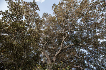 Upward shot of a huge fig tree branching out