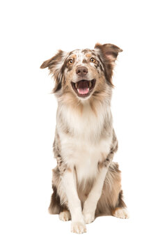 Cute sitting smiling australian shepherd facing the camera with its mouth open