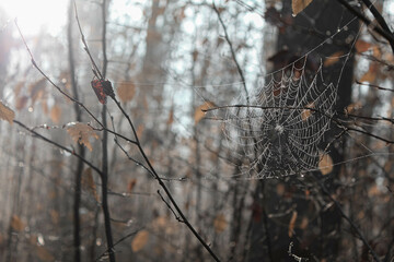 Spider web in the forest - obrazy, fototapety, plakaty