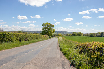 Summertime along the roadside.