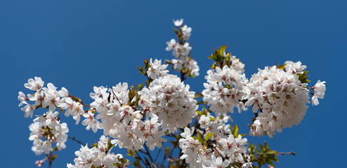 oriental cherry tree flower blooming nature background in spring