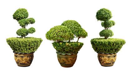 Collection Pruning trees, ornamental plants trees and bonsai of shrubs or bushes for garden decoration. (bush, shrub) On white background. (png) 
Total 3 trees.