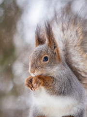 The squirrel with nut sits on tree in the winter or late autumn