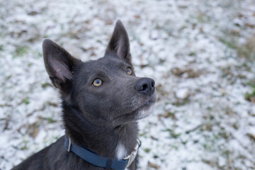 Gray dog breed Laika on the snow in the park