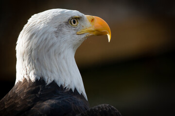 portrait of a bald eagle