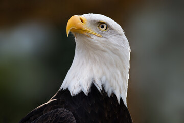 portrait of a bald eagle