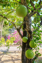 Maja fruit (aergle marmelos) , that grows on the maja tree.