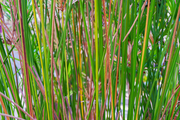 close up green grass on background.