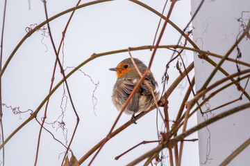 Cute bird the European Robin, Erithacus rubecula. sitting on the tree branch in winter.