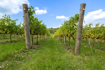 Keuken spatwand met foto Almost ripe organic grapes growing at an English vineyard ready to make fine quality wine © Marlon