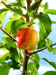 Apfel_am_Baum_01