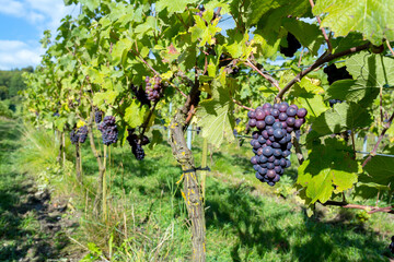 Almost ripe organic grapes growing at an English vineyard ready to make fine quality wine