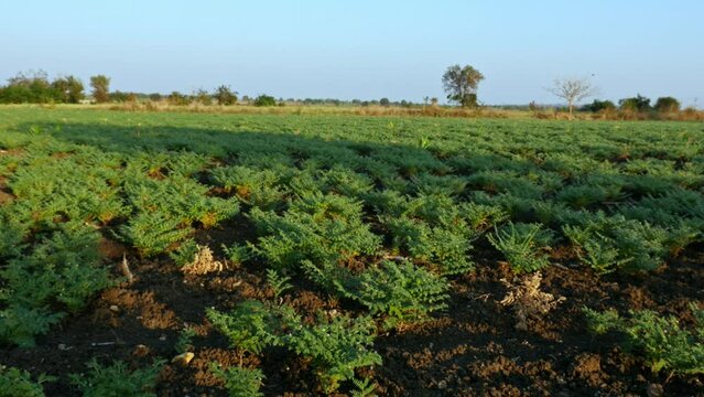 A wide view of chickpeas plants grown in agricultural farmland