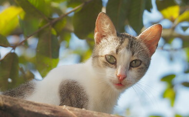 portrait of a cat