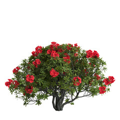 3d illustration of rhododendron bush with red flower isolated on transparent background