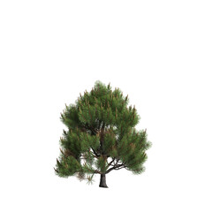 3d illustration of pinus sylvestris tree isolated on transparent background