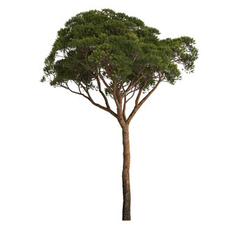 3d illustration of pinus pinea tree isolated on transparent background