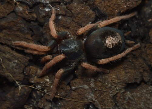Kochiana brunnipes dwarf tarantula from South America