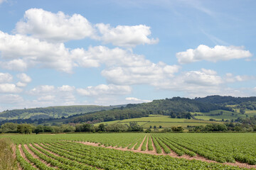 Summertime fields and hedgerows in the UK.