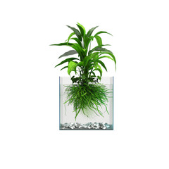 3d illustration of aquatic plant isolated on transparent background
