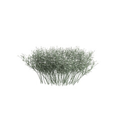 3d illustration of grass bush with flower isolated on transparent background
