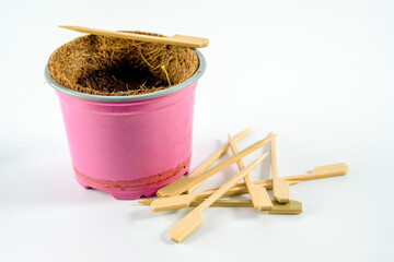 coco plant pot liner insert damp with small chilli  plant seedling growning and wooden plant identification tabs isolated on a white background