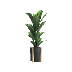 3d illustration of house plant isolated on transparent background
