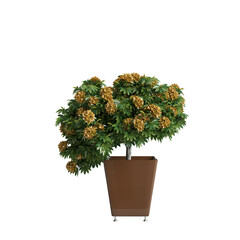 3d illustration of potted rhododendron leaves yellow flower isolated on transparent background
