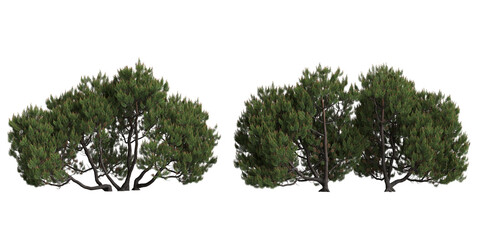3d illustration of two pinus mugo tree 4m isolated on transparent background

