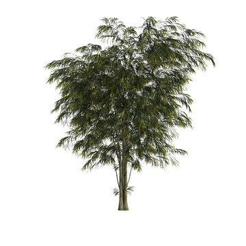 3d illustration of agonis flexuosa tree isolated on transparent background
