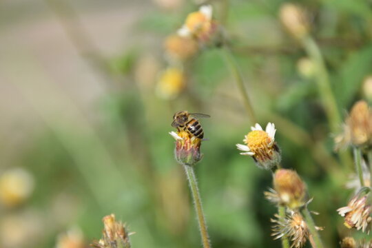 apis mellifera bee sipping nectar from a dandelion flower