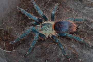 Dolichothele diamantinensis tarantula female