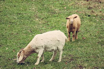 Naklejka na ściany i meble big sheep in the field