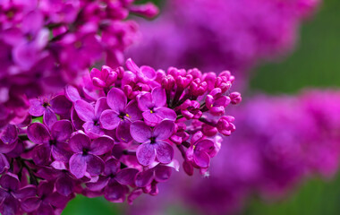 Flowering bush of purple lilac in the spring garden in the sun